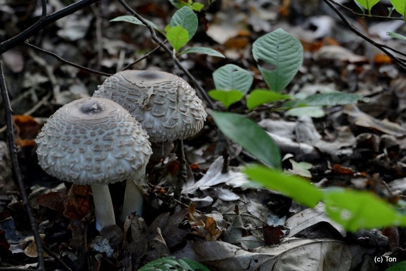 DSC_5438.JPG