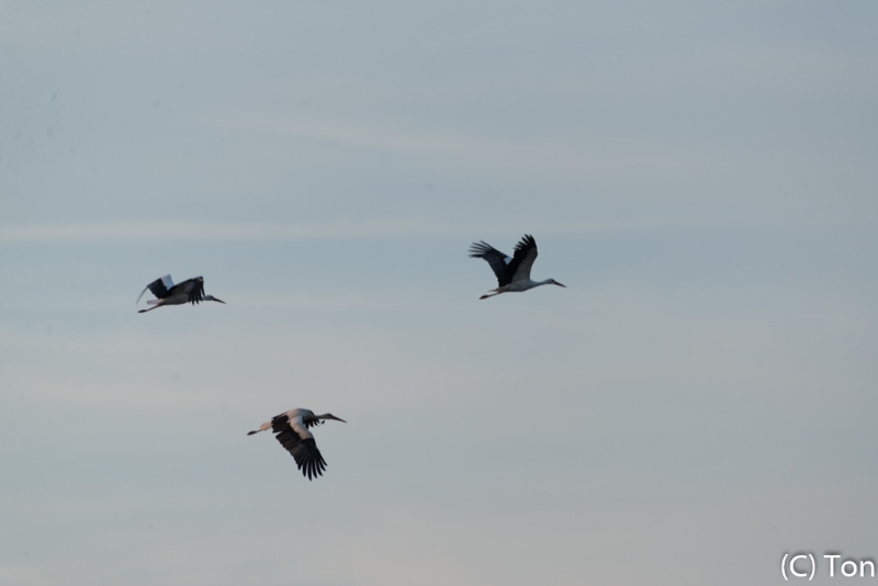 DSC_1602.jpg