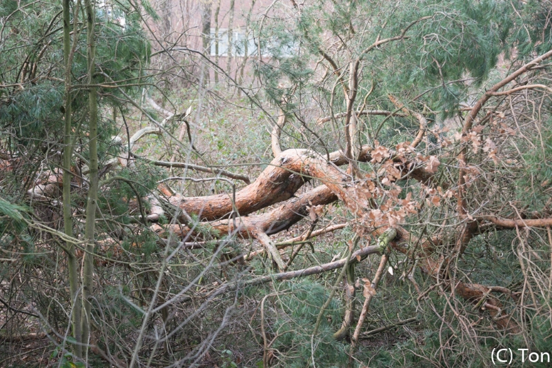 DSC_0197.jpg
