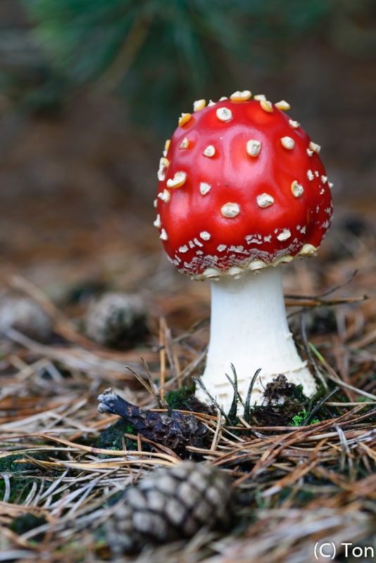 _DSC5287.jpg