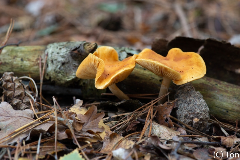 _DSC5894.jpg