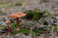 _DSC5277