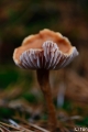 _DSC5285