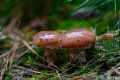 _DSC5313