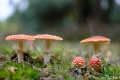 _DSC5330