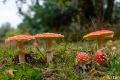 _DSC5338