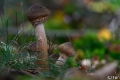 _DSC5406