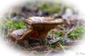 _DSC5623
