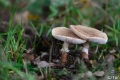 _DSC5662