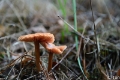 _DSC5776