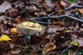 _DSC5880