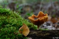 _DSC5900