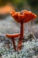 _DSC6602