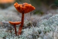 _DSC6603