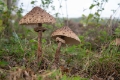 Paddenstoelen-2007