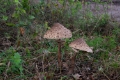 Paddenstoelen