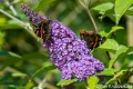 Atalanta's-6850