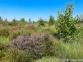 Heide