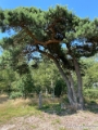 Hoenderboom-