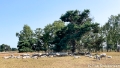 Schapen