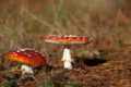 Paddenstoelen-0134