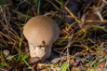 Plooivoetstuifzwam-0151