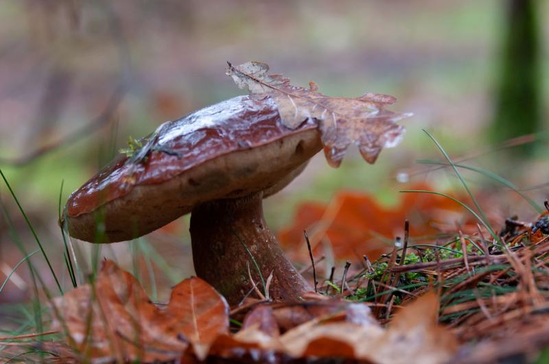 DSC_3342.jpg