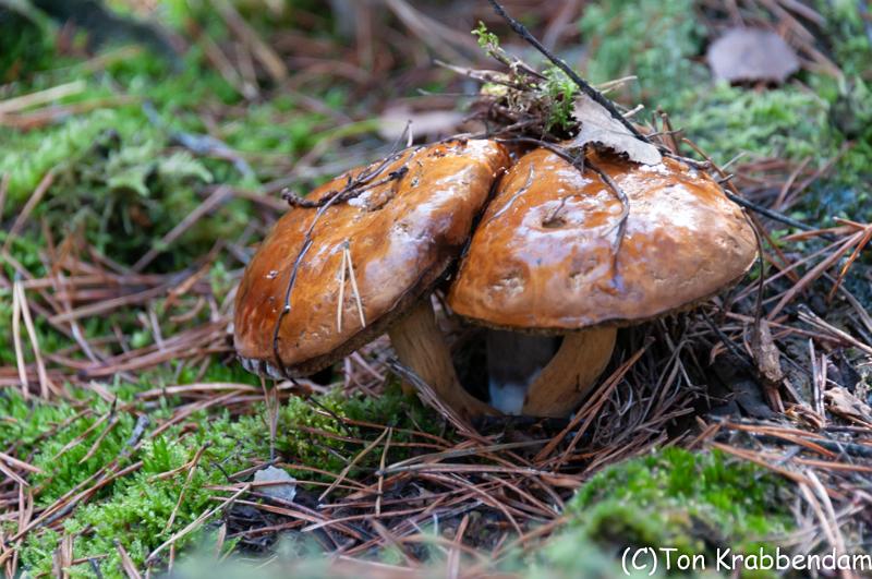 DSC_2784.jpg