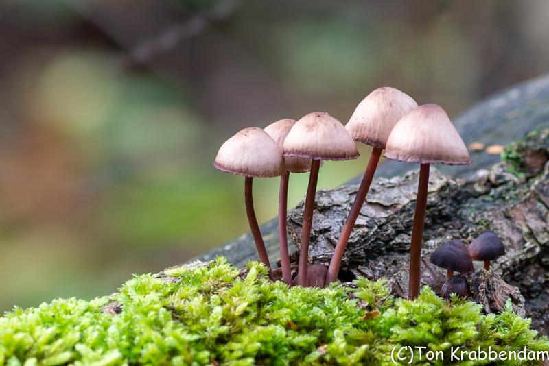 Grote bloedsteelmycea-3847.jpg