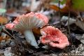 Braakrussula-3891