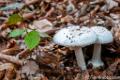 2022-10-10 Herbertusbos_Paddenstoelen