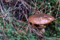 28-09-2022 Paddenstoelen _ Looserplas