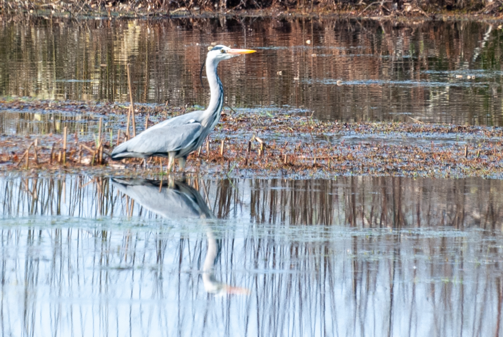 Blauwe reiger-6762.jpg