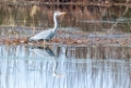 Blauwe reiger-6762