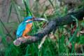 Vogels