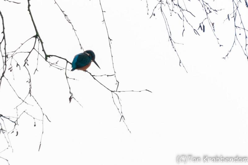 IJsvogeltje-4047.jpg