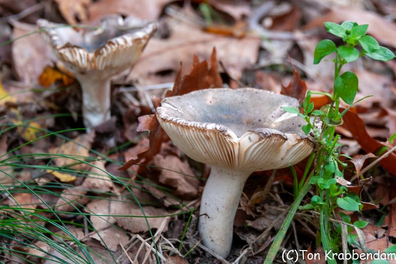 Berijpte russula-0609.jpg