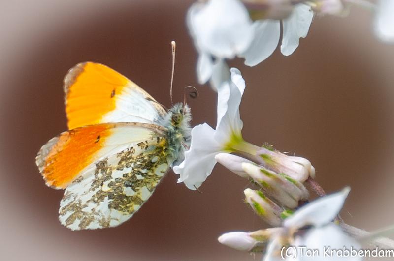 Oranje tipje-6932.jpg