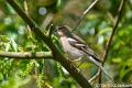 Vink-6054