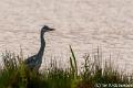 Blauwe reiger-6841