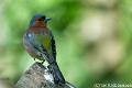 Vink-7314