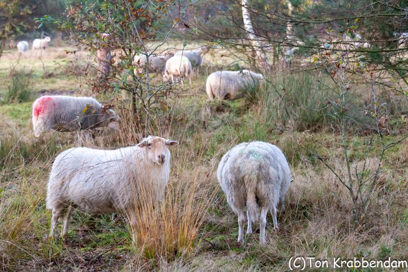 Schapen-2169.jpg