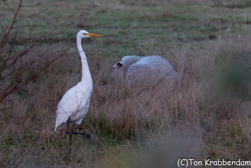 Zilverreiger--2.jpg