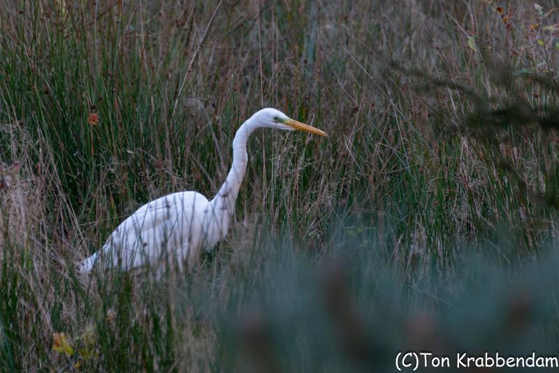 Zilverreiger-.jpg