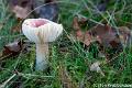 Broze russula-2096