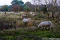 Schapen-2168