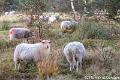 Schapen-2169