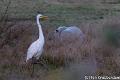 Zilverreiger--2