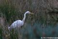Zilverreiger-