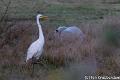 Zilverreiger-2182